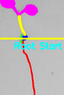 Main Root Start Selection Plant 2 Example 2