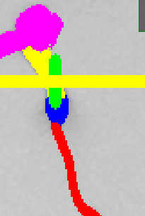 Main Root Start Selection Plant 3 Example 6