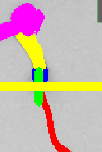 Main Root Start Selection Plant 3 Example 8
